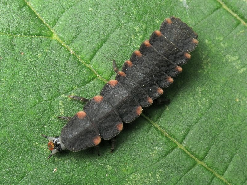 Lampyris noctiluca (Linnaeus, 1767)